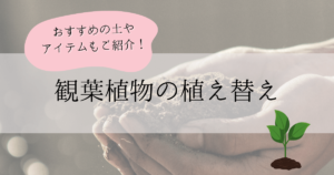 観葉植物の植え替えに失敗したひと集まれ！おすすめの土やアイテムとは！