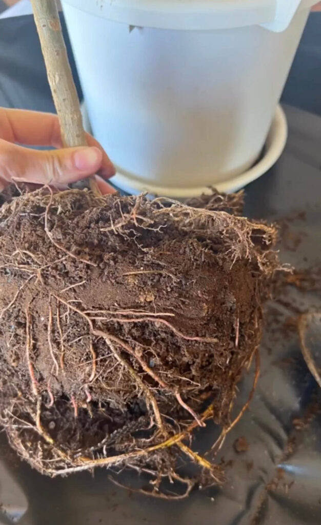 ウンベラータの植え替え手順：鉢からウンベラータを取り出す