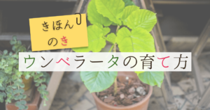 ウンベラータの育て方〜特徴や剪定、葉が落ちる原因とは〜